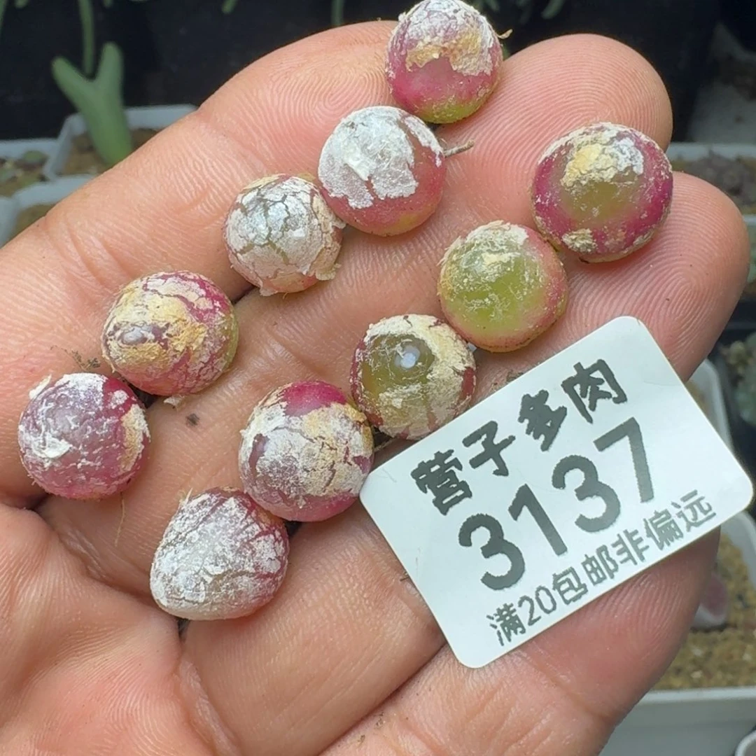 灯泡10颗1.以上。