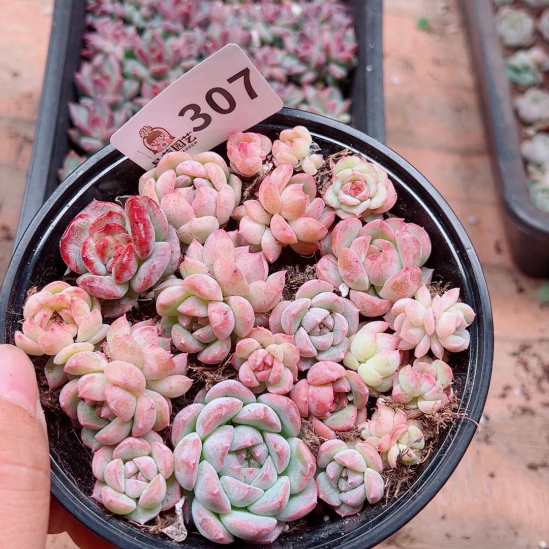 蓝***想多肉植物多肉植物