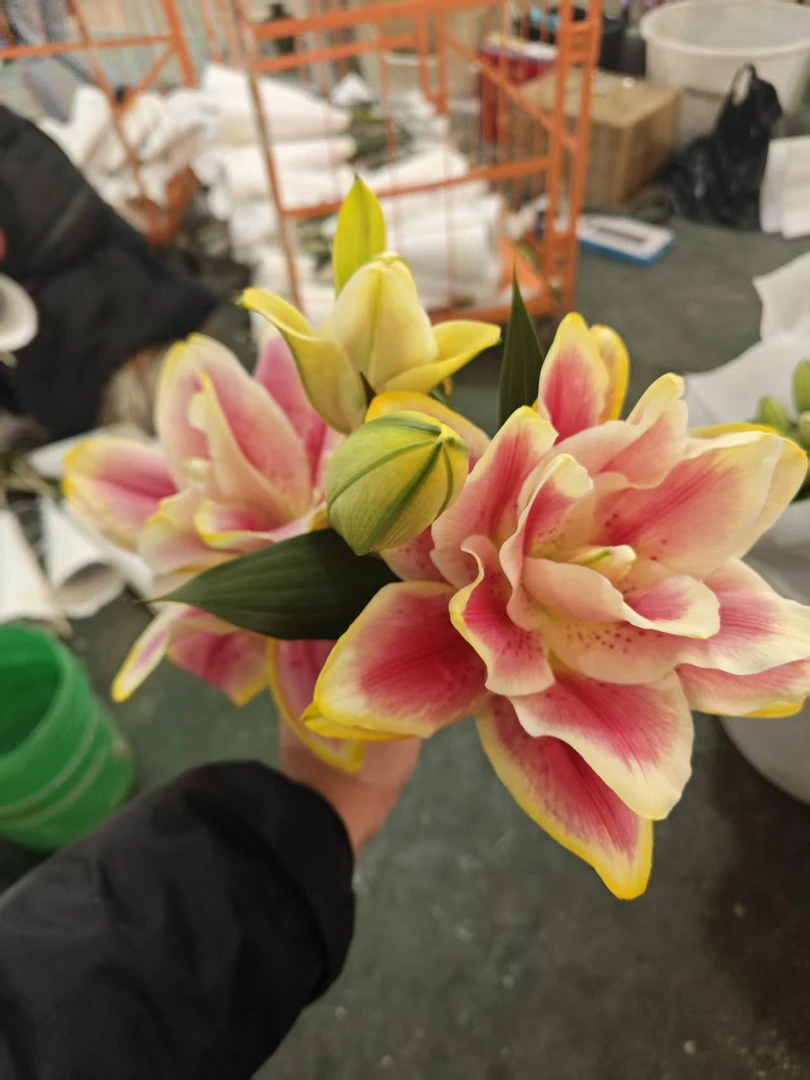 金玉满堂 吸色重瓣香水百合 任意2单顺丰/德邦 云南鲜花直发