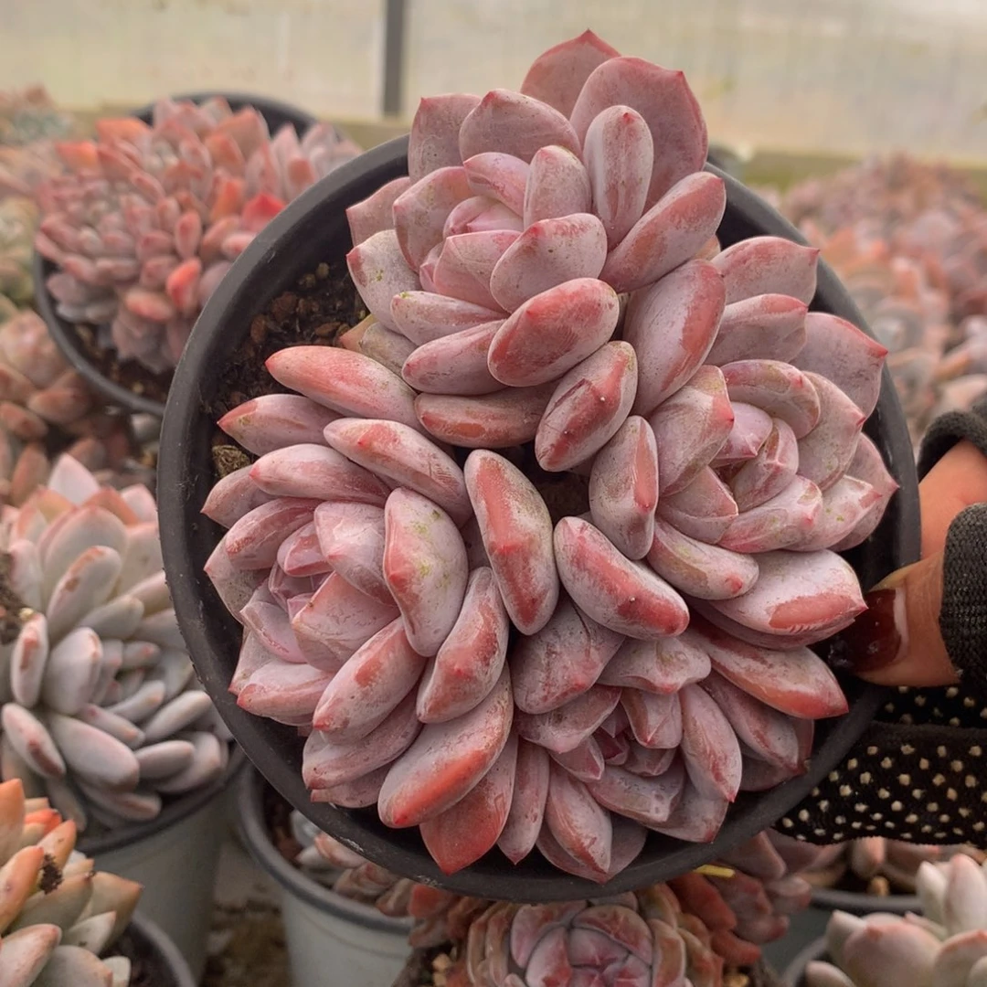 35哈哈哈哈哈哈哈哈