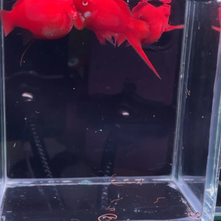 孔雀鱼黄金玛丽球f1