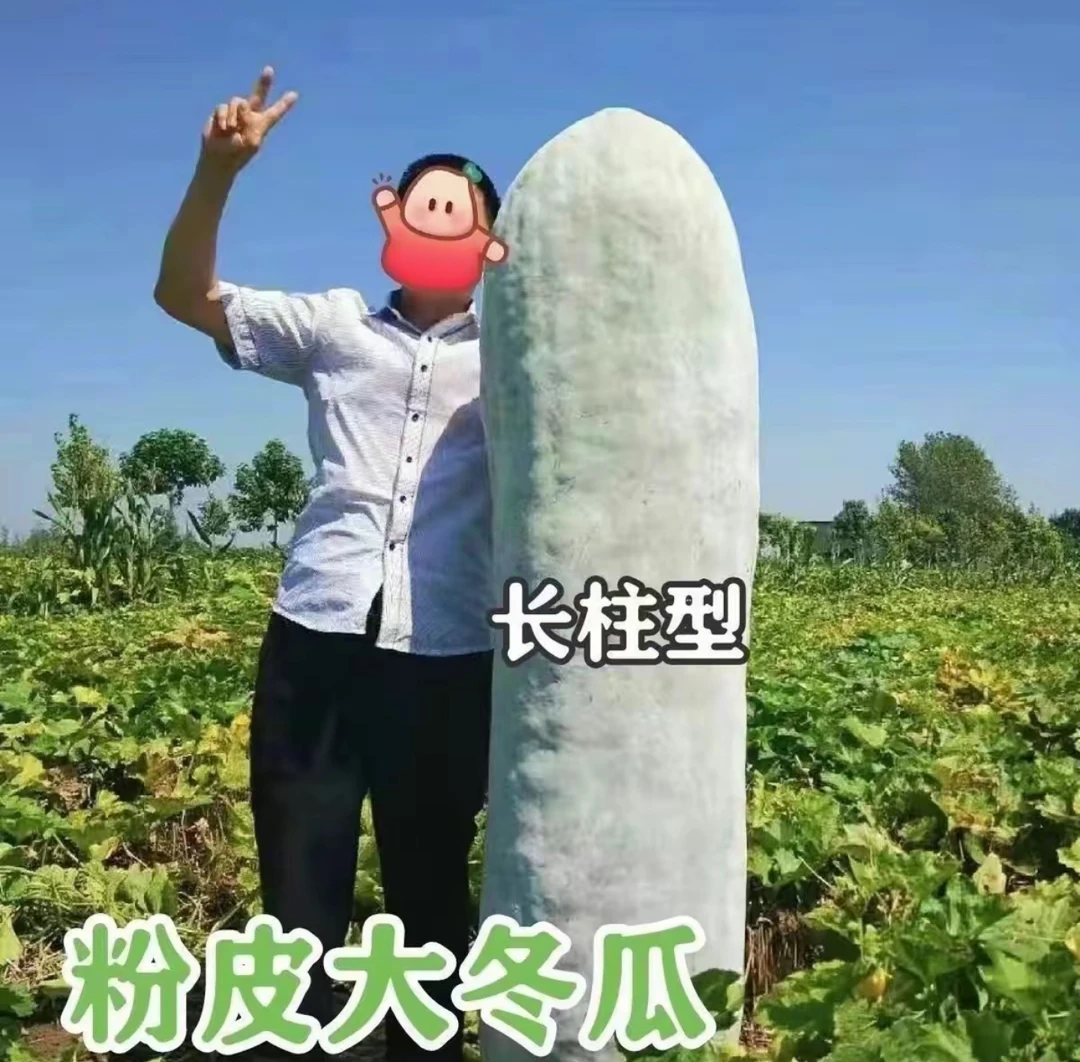 【粉皮大冬瓜种子】四季种植盆栽地栽阳台小院种植