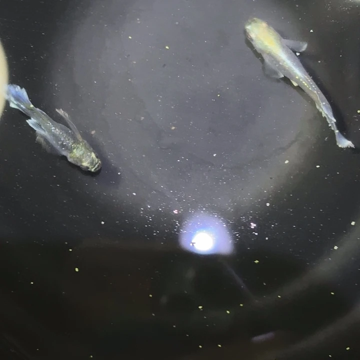 青鳉鱼光体真长文鳐121212121212