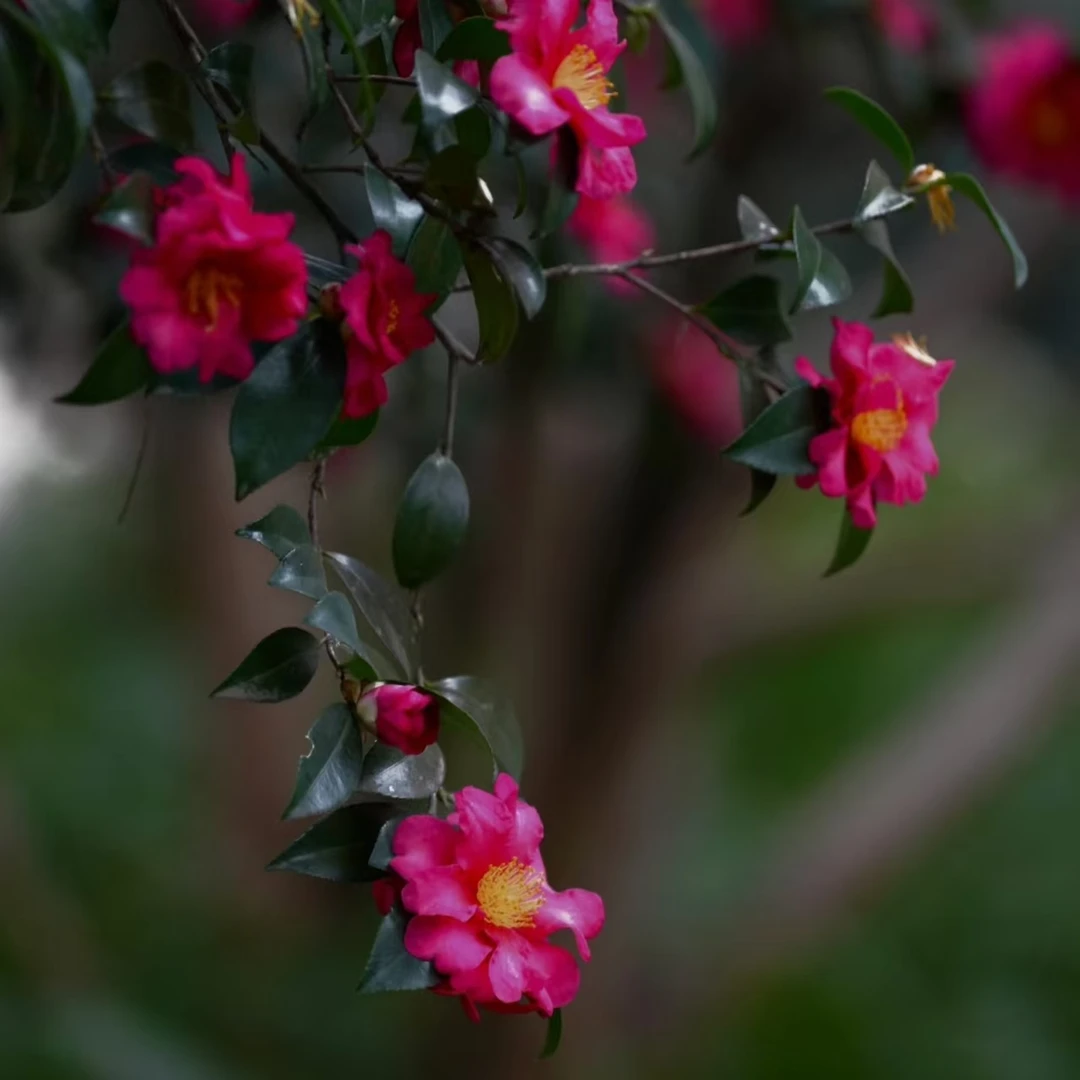 直播一物一拍茶梅盆栽地栽带花苞室内阳台庭院植物