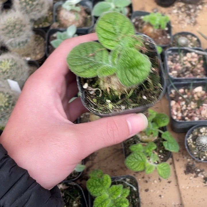 *****602断崖王子（满18包邮）