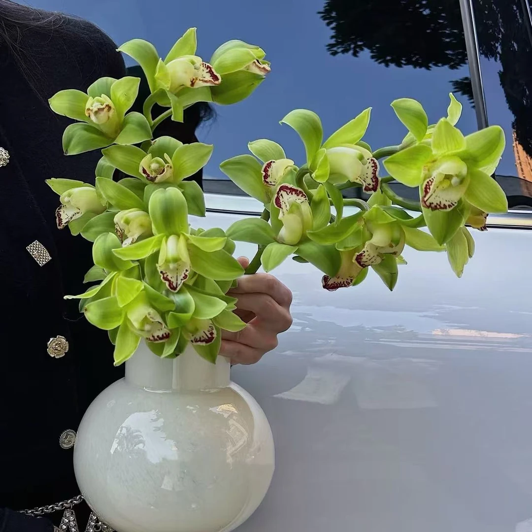 年宵花大花惠兰花期长耐养活云南产地直发