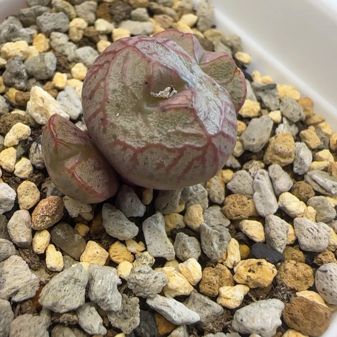 円空杂多肉植物一颗