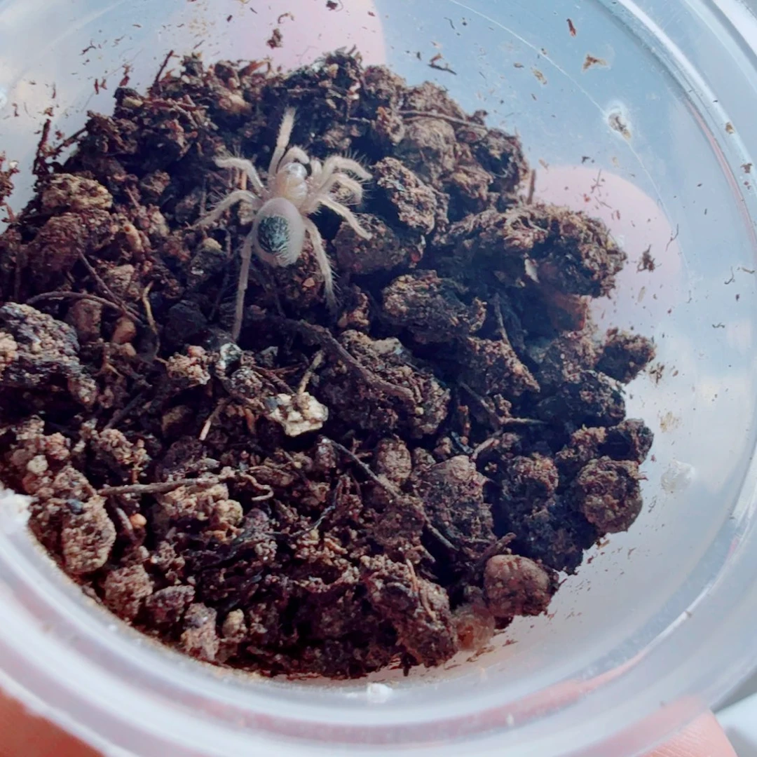 跳蛛墨西哥血脚苗子带套餐