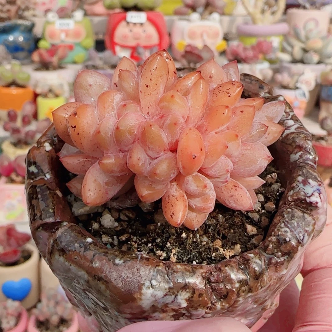 小橙子缀化 盆口5cm