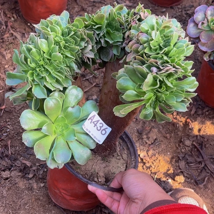 玫瑰缀多肉植物436.