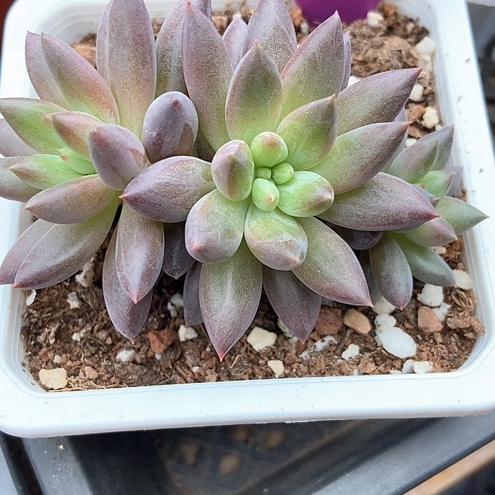 多肉植物水晶球1970