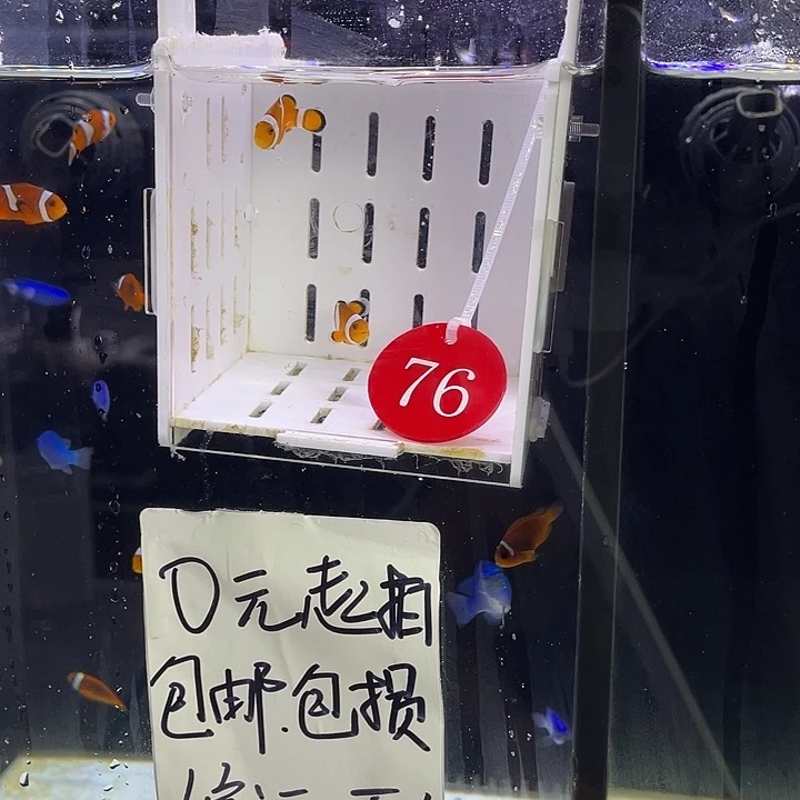 海水鱼76号公子一对