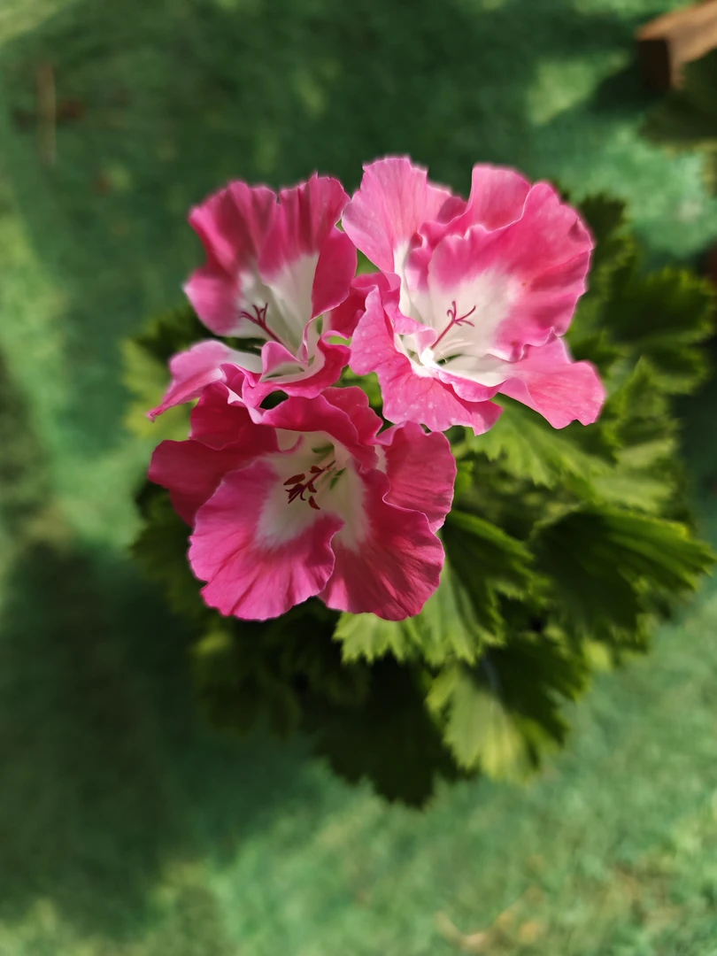 百慕大粉蝴蝶梅大花天竺葵