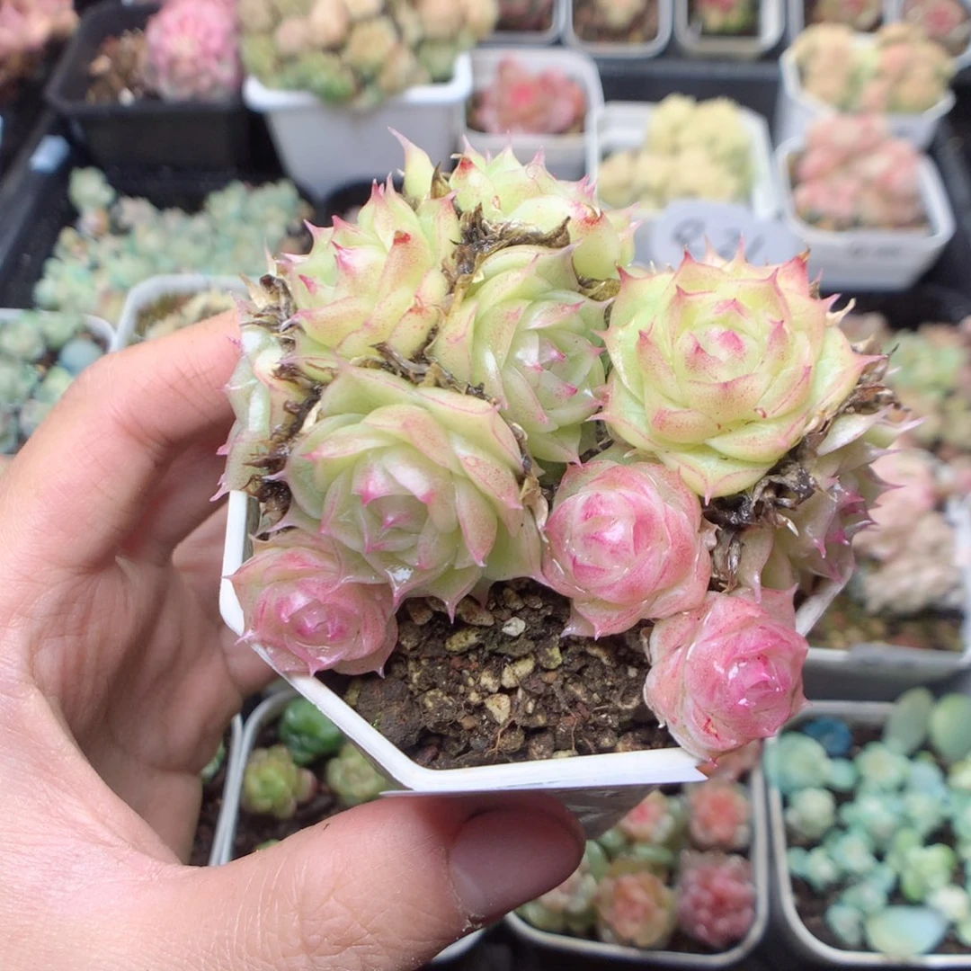 无花朵Q27 yyyyyy