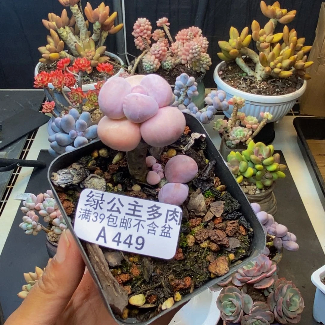 449橙奶多肉肉2c m