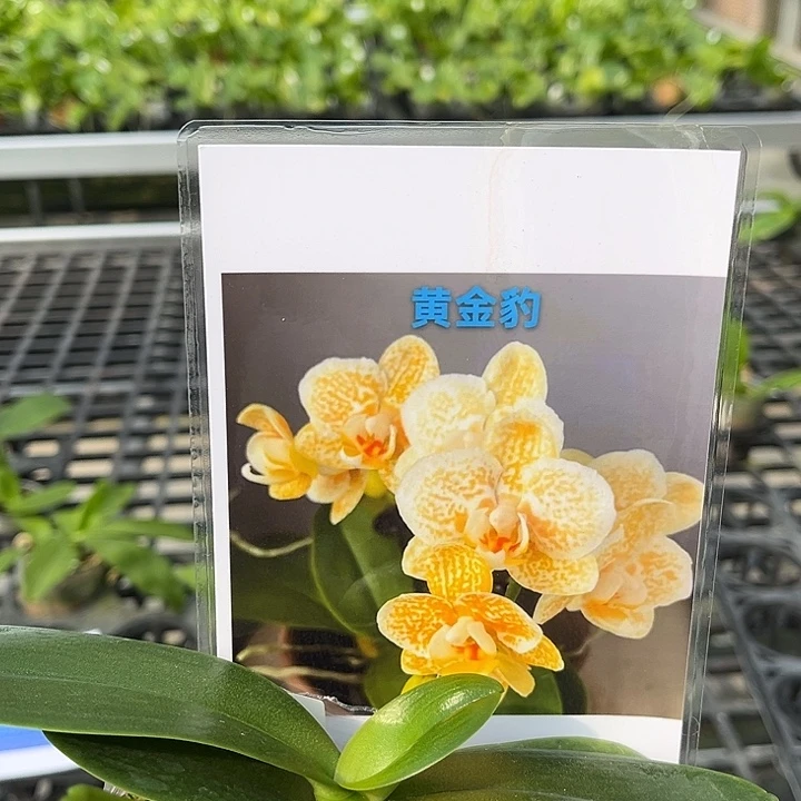 全部花苞2.5寸杯黄金豹