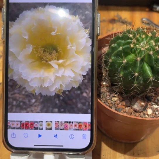 彩草黄牡丹6公分左右