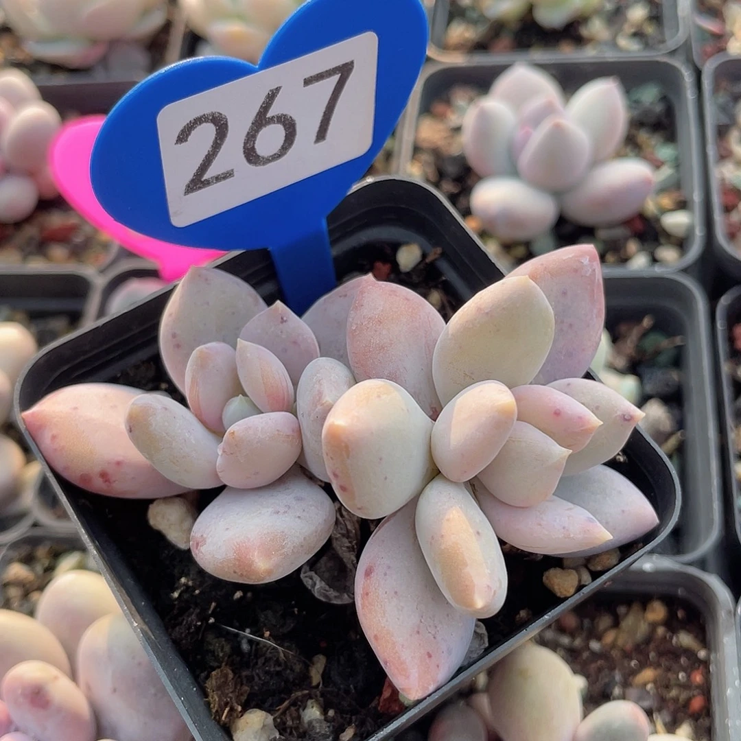 卢拉奶酪 脱土发货 7口盆