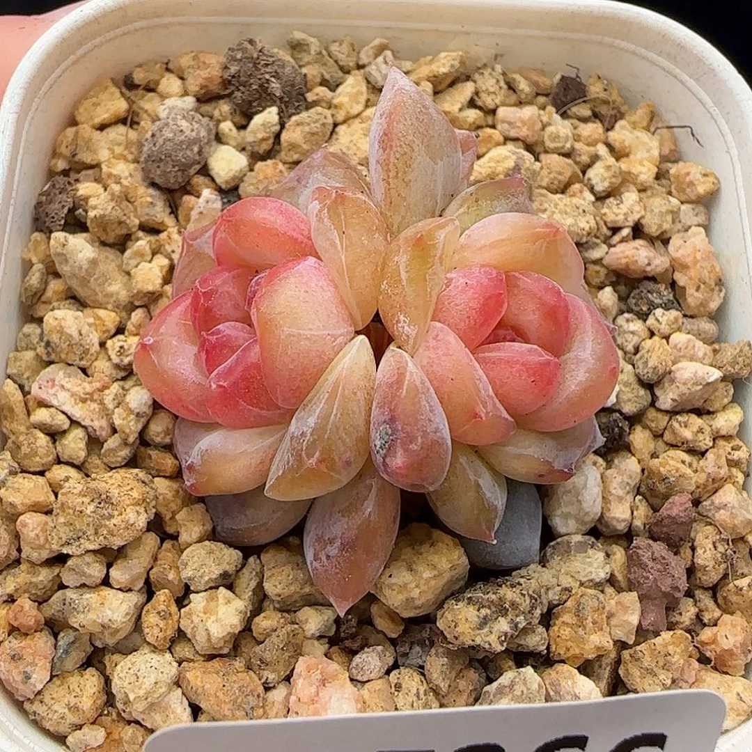 366不保整【满29包邮非偏远】