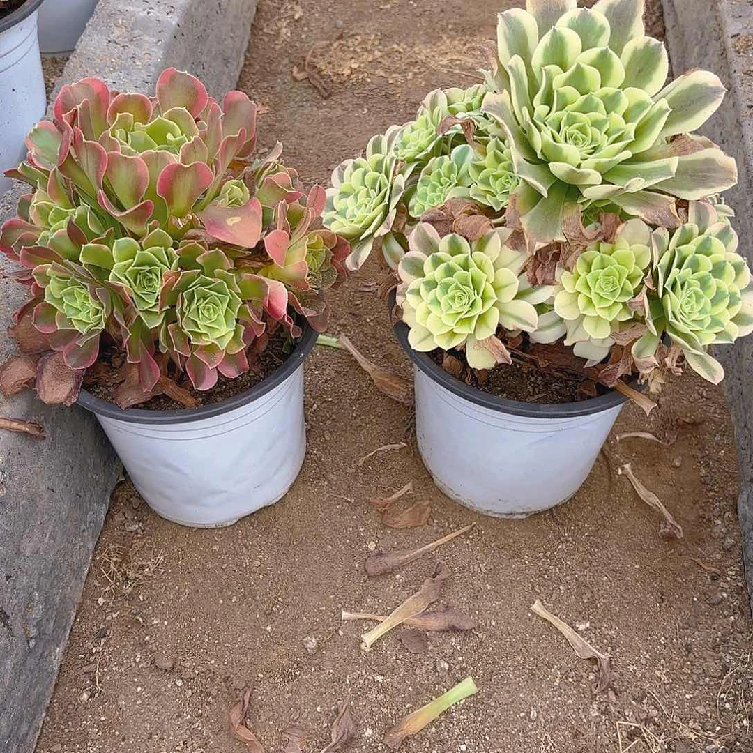 绿豆沙特斯拉多肉植物二号