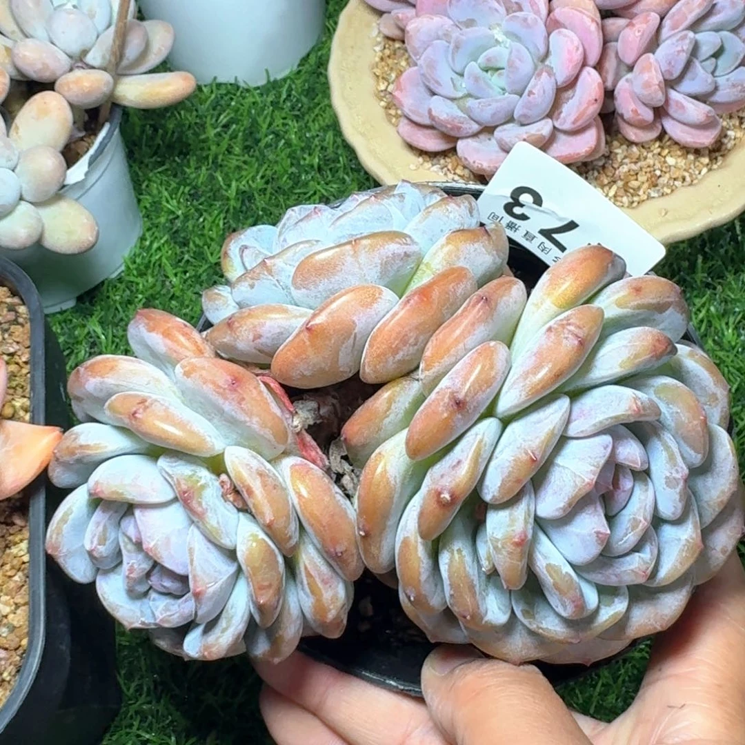 石榴籽星影      下播福利拍够包邮发货