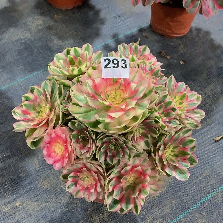 用***6多肉法师倾城29300