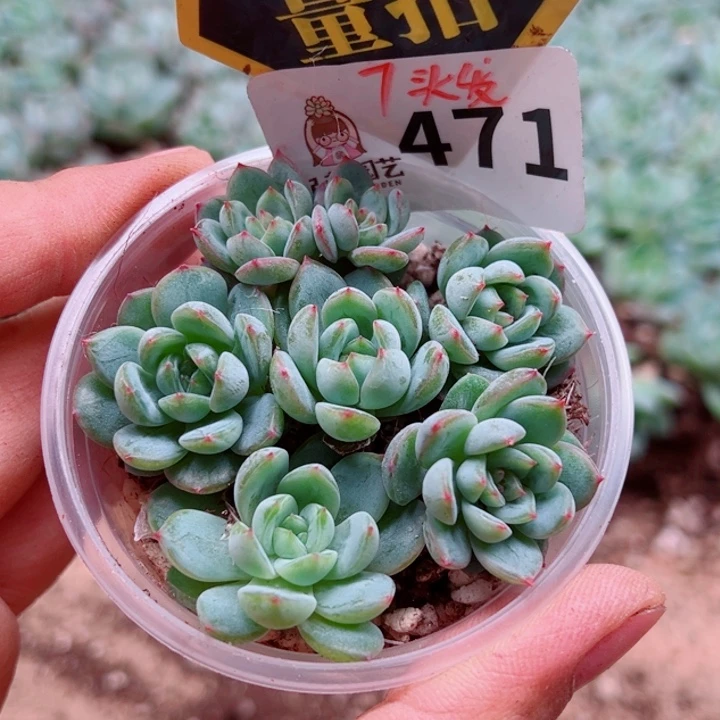 多肉植物多肉植物