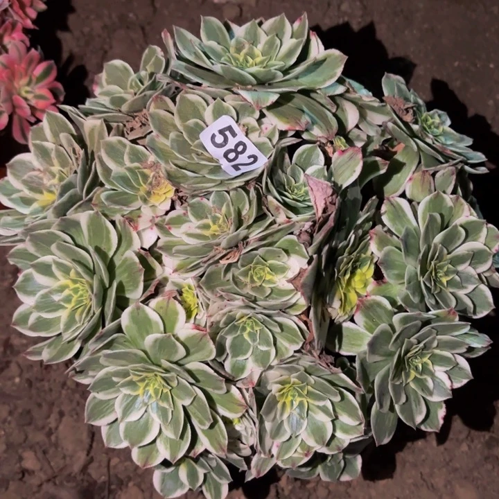 582伊丽莎白多肉植物不售后