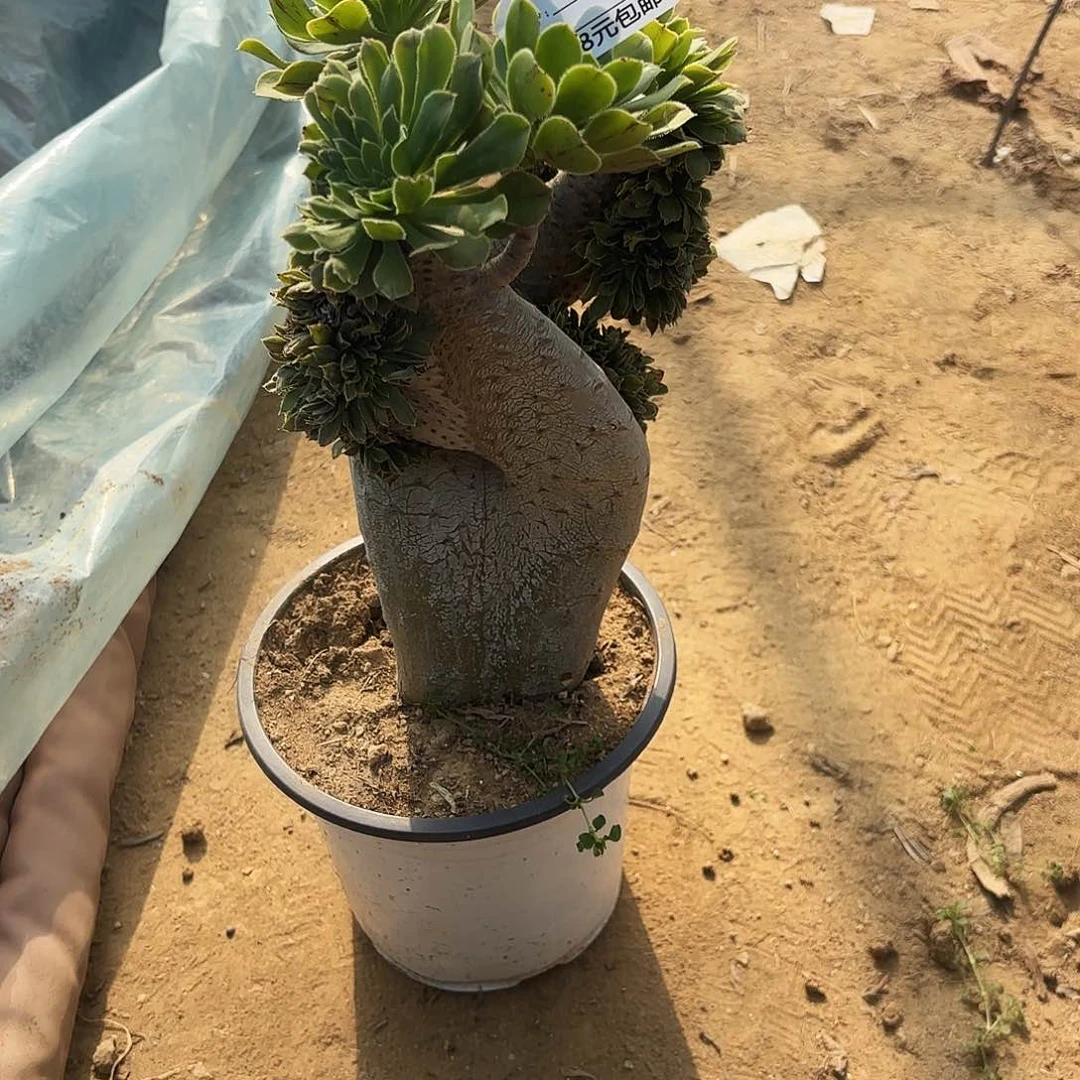 884原始绿缀多肉植物 无根