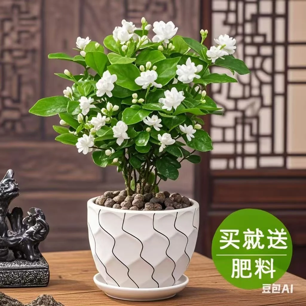 茉莉花盆栽重瓣开花浓香四季好养室内阳台庭院驱蚊防蚊观花卉绿植