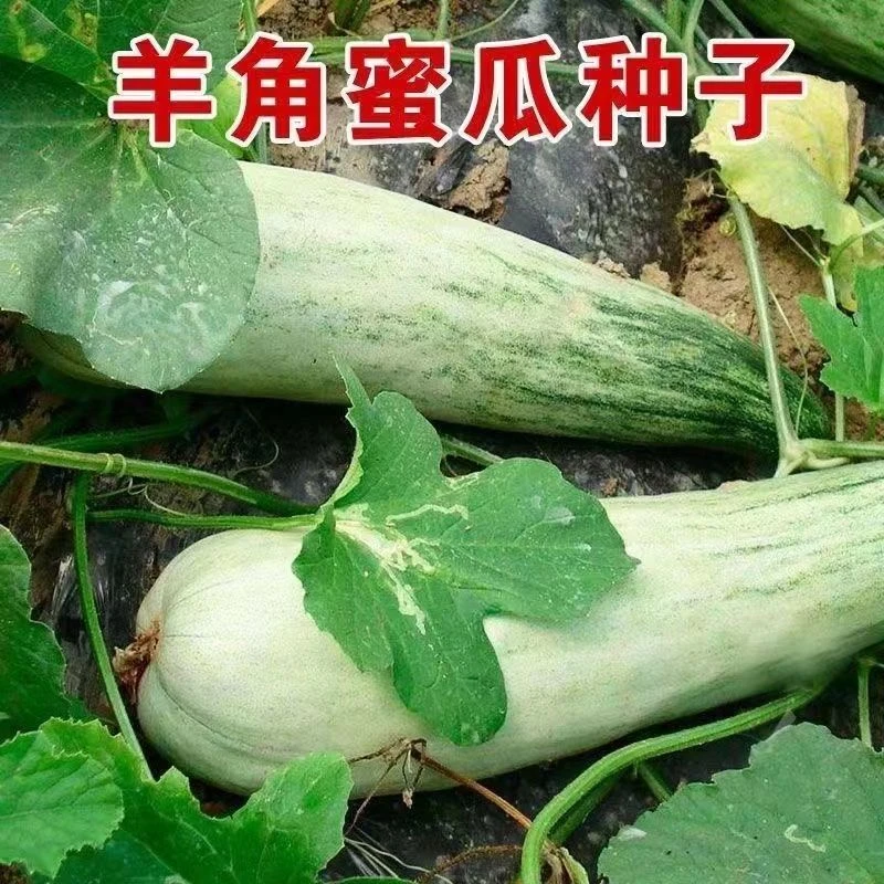 原装羊角蜜甜瓜种子甜脆薄皮羊角酥甜瓜香瓜种子蔬菜辣椒蔬菜种子