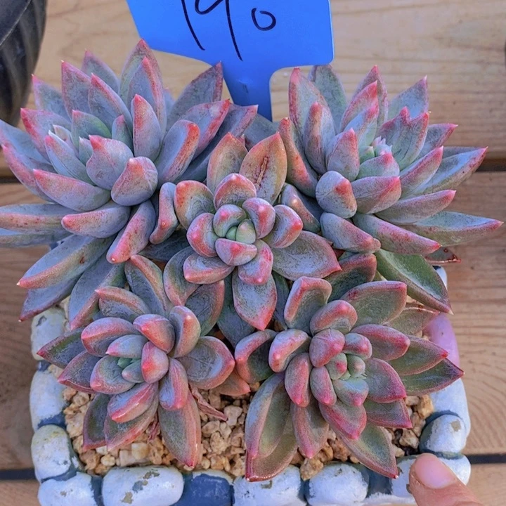 这个我是真心爱啊