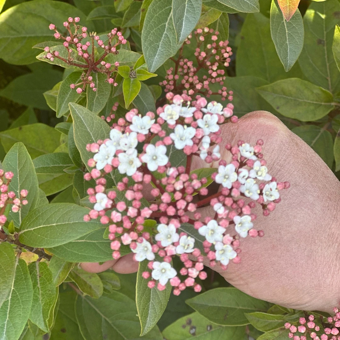 异域风情丨荚蒾爆品-“地中海荚蒾”-让爱如地中海阳光般灿烂