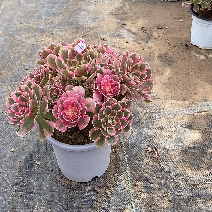 19，粉女郎1345678899900