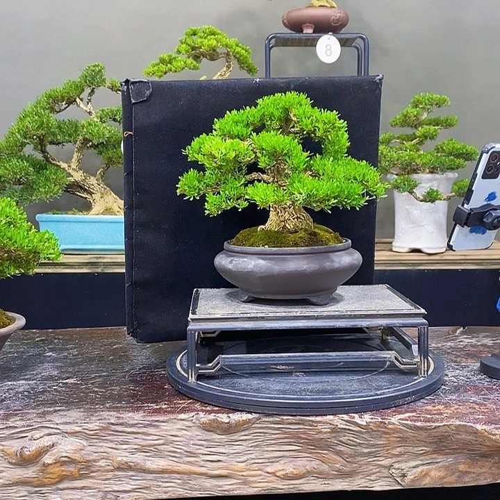 无花朵黄杨盆景四季常青