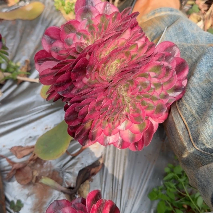 荔枝缀化嫁接的啊啊