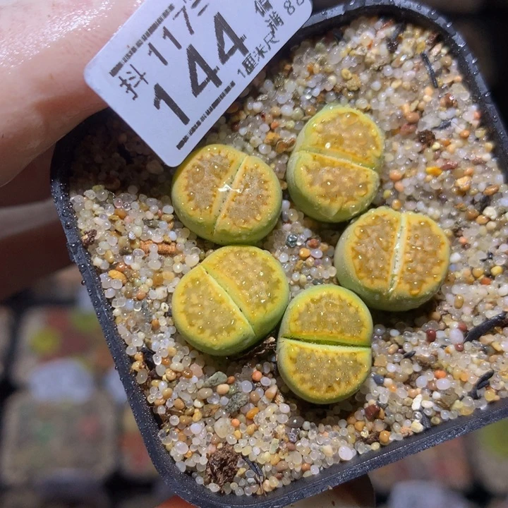 精品生石花117.144