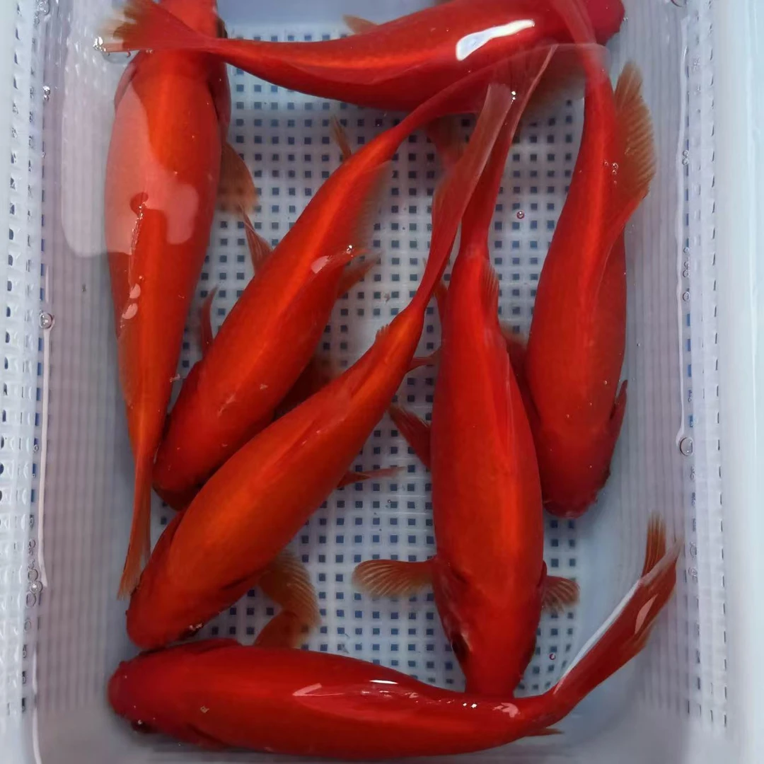 【7条大红色】10-13cm大红草金好养冷水鱼