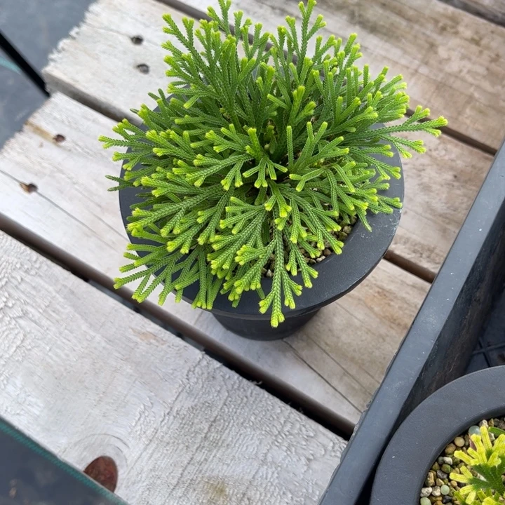 *****无花朵山野草盆栽植物盆栽