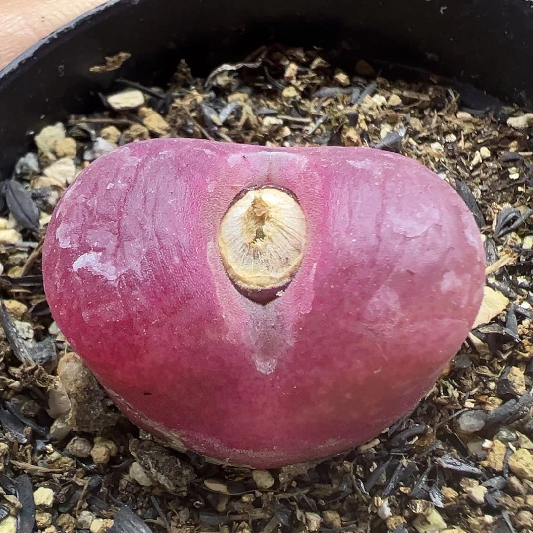 556毛汉尼带盆土发货