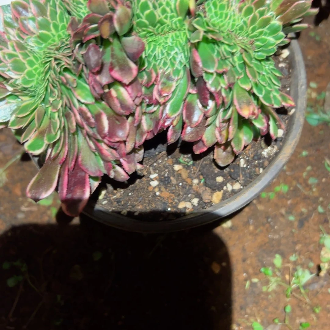 196 号多肉植物法师新年福利