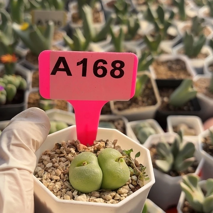 168密密麻麻密密麻麻