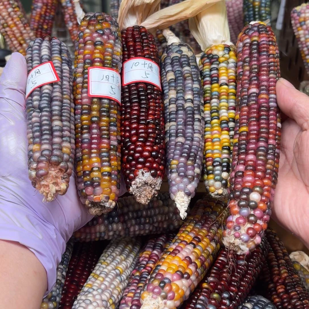 柏香籽/百香籽吊坠1****6