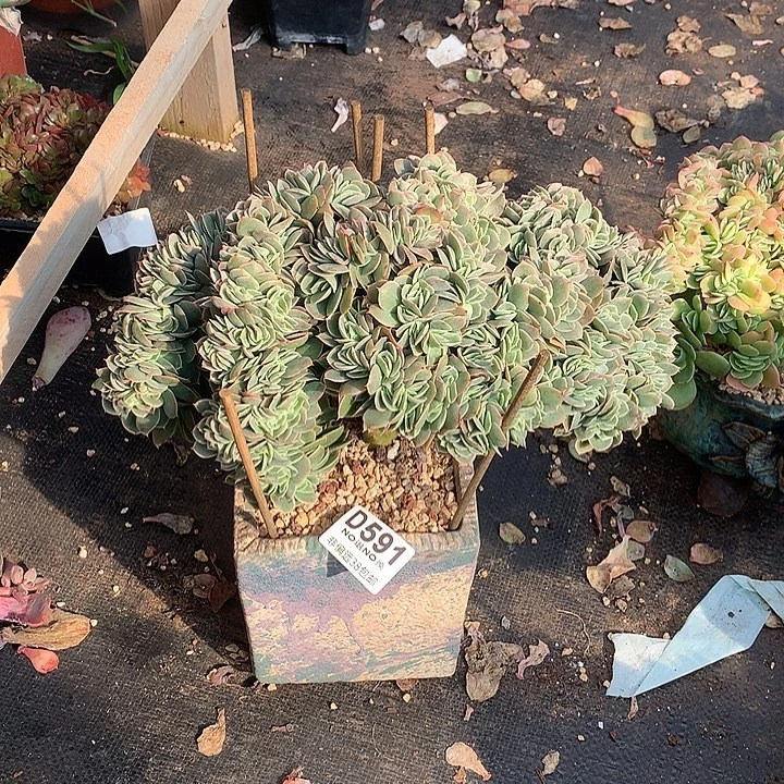 星娜塔缀化 591 基地已转处理玻璃心勿扰