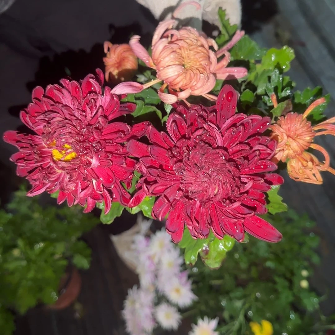 无花朵C6666666666