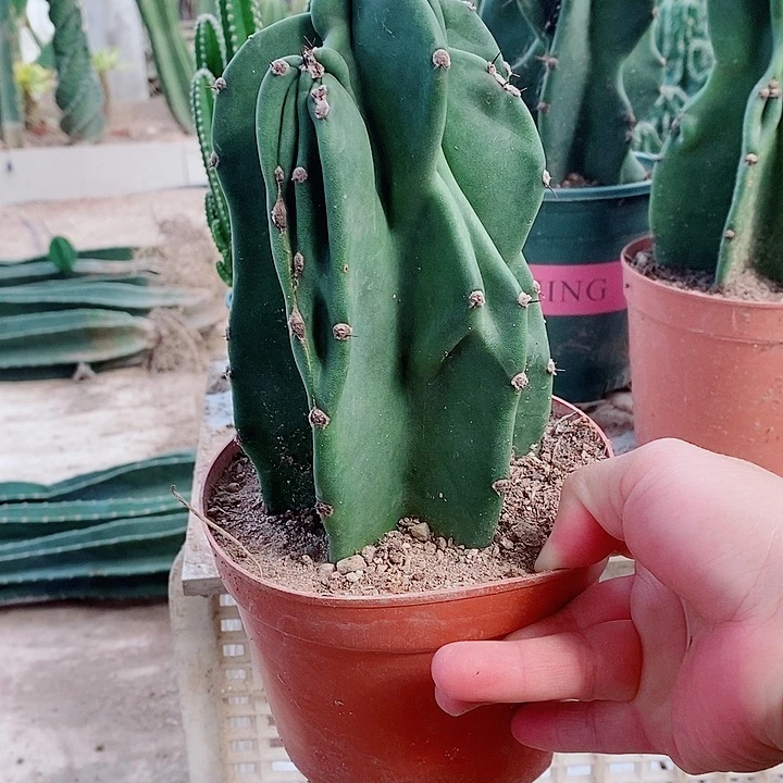 25公分原盆发货象腿量天尺