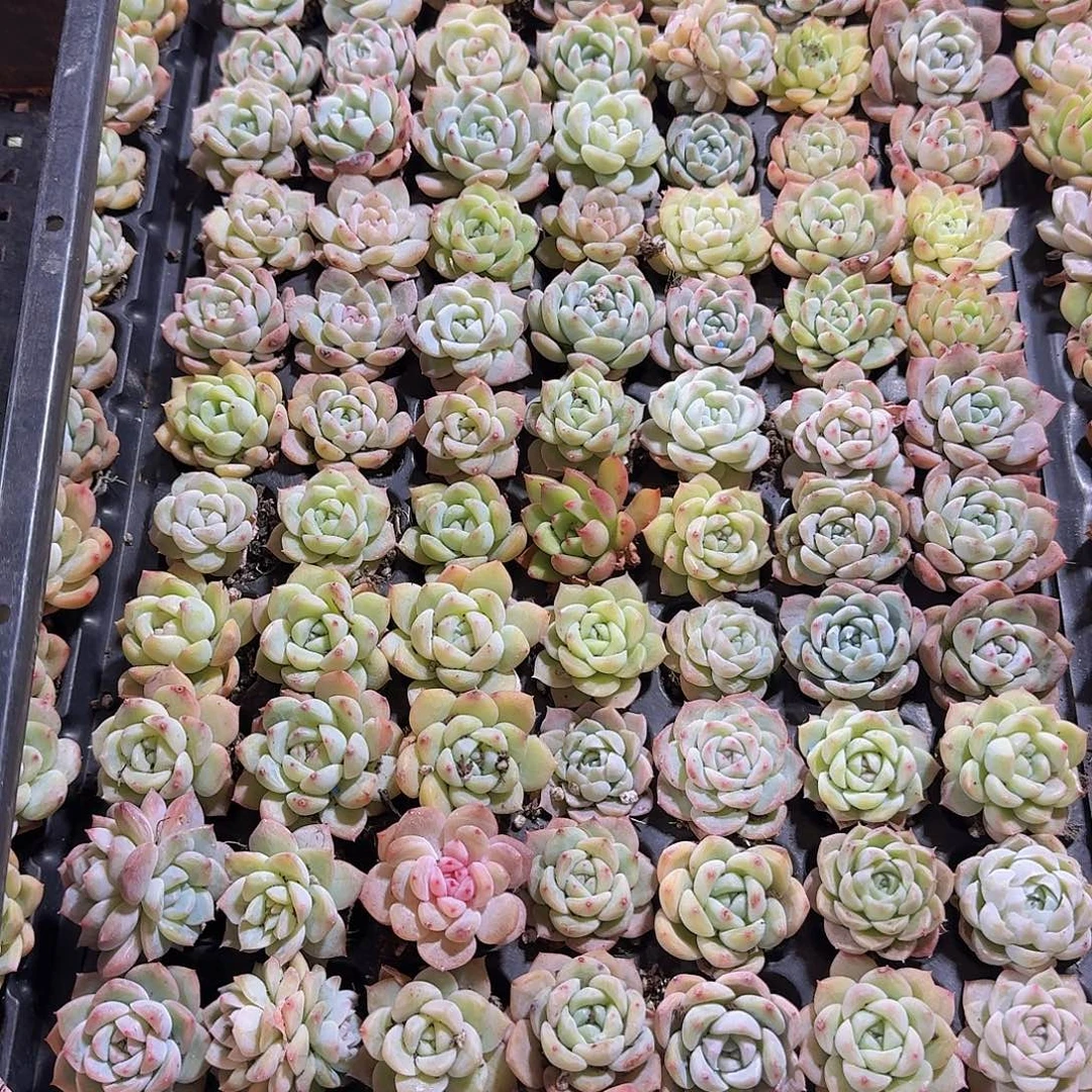 直播福利一物一拍30