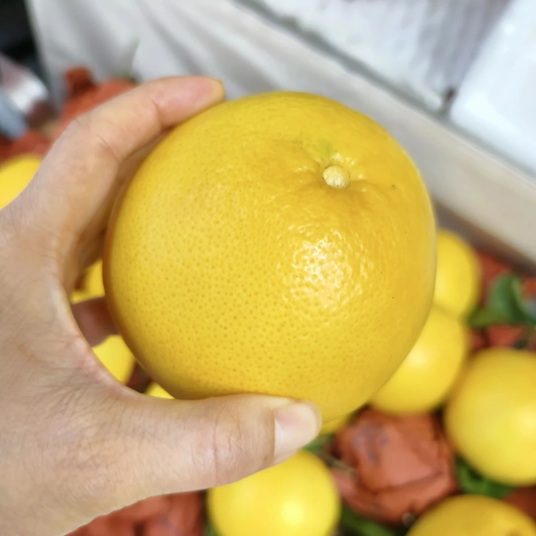 福建平和精品葡萄柚