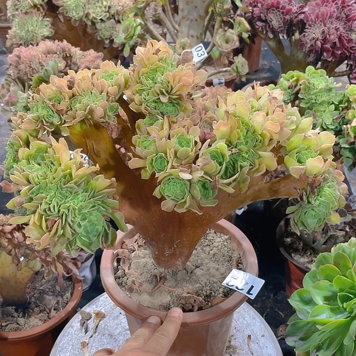 122柠檬玫瑰整板朵缀
