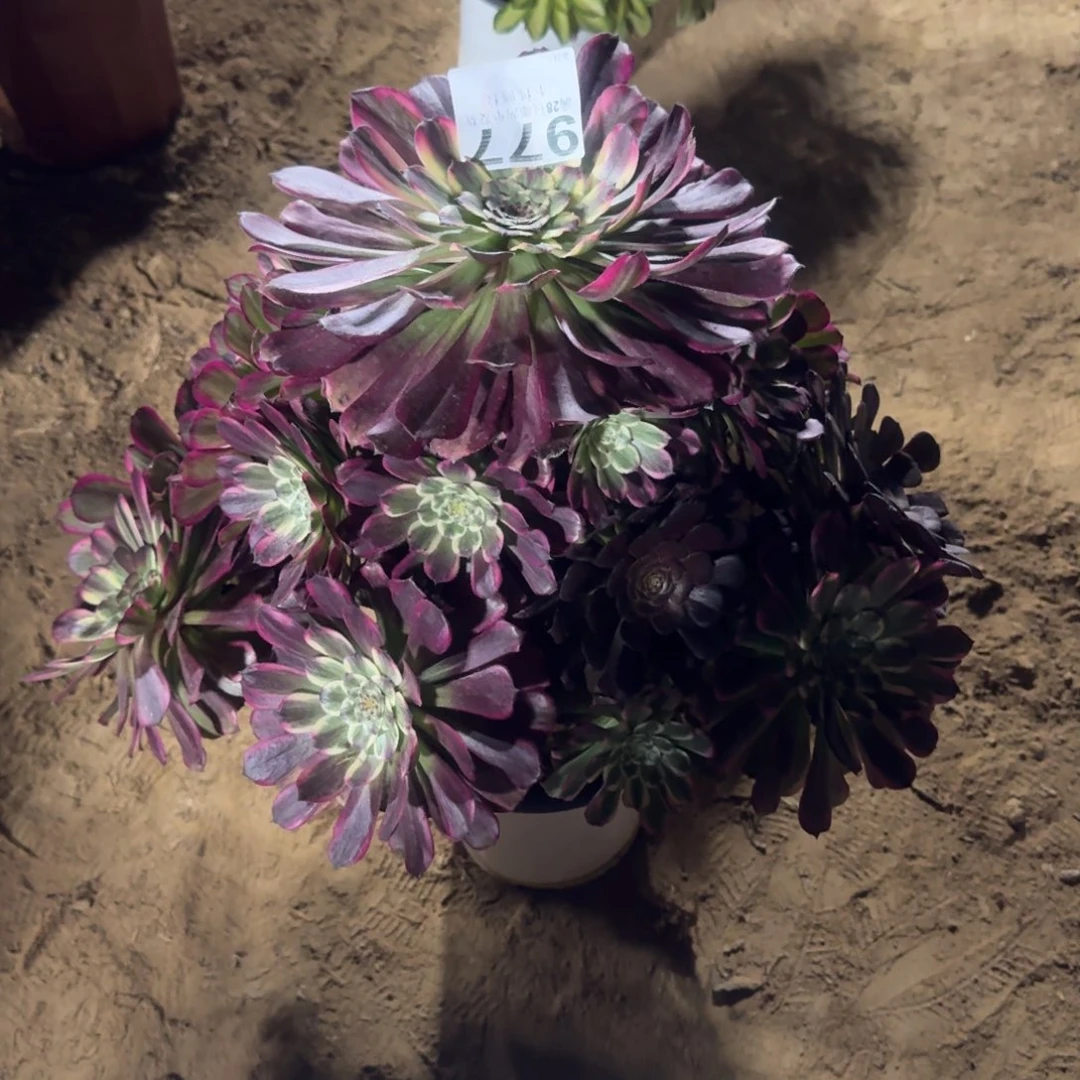 977号紫焉清棚不包损